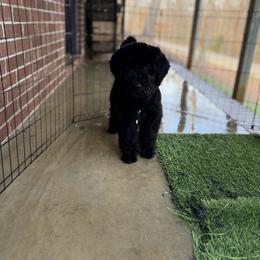 Tundra - Black female Sheepadoodle puppy in Clemson, South Carolina from Love Tallulah Sheepadoodles LLC