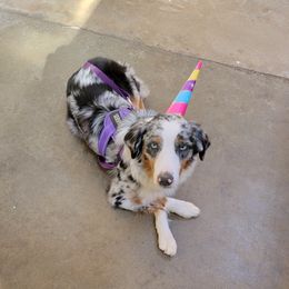 Rainey - Australian Shepherd