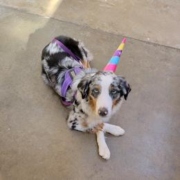 Rainey - Australian Shepherd