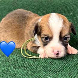 Vegas - White and red male Pembroke Welsh Corgi puppy in Hico, Texas from Chisholm Trail Kennels