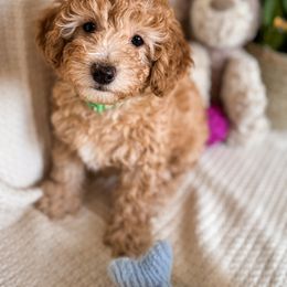 Poodle Puppies from Red Mini Poodles AZ