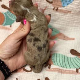 Grumpy AKC - Dapple male Dachshund puppy in Oklahoma City, Oklahoma from Barrett’s Doxie Farm