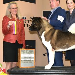 Caesar - Akita