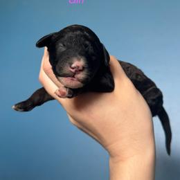Wednesday - Black female Goldendoodle puppy in Suring, Wisconsin from Black Oak Doodles