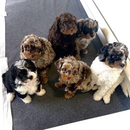 Australian Mountain Doodle, Bernedoodle, and Goldendoodle Puppies from Wynterwood Doodles