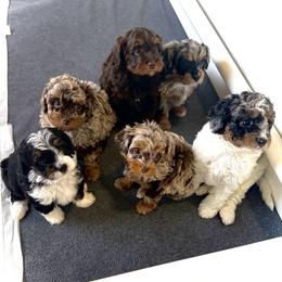 Australian Mountain Doodle, Bernedoodle, and Goldendoodle Puppies from Wynterwood Doodles