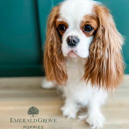 Cavalier King Charles Spaniel and Golden Retriever All Grown Up from Emerald Grove Puppies