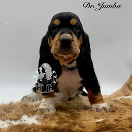 Dr. Jumba - Black white and brown male Basset Hound puppy in Dingess, West Virginia from Tuckers' Howling Hounds