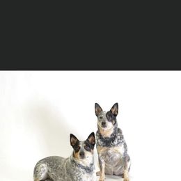 Australian Cattle Dog and French Bulldog Puppies from Sugarloaf French bulldogs and Australian cattle dogs