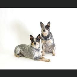 Australian Cattle Dog and French Bulldog Puppies from Sugarloaf French bulldogs and Australian cattle dogs