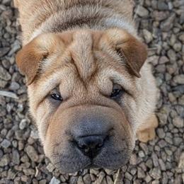Chinese Shar-Pei from Princess Buttercup pups