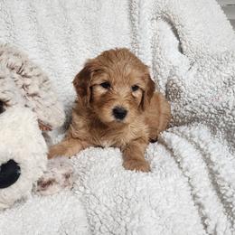 Brown - Red  male Goldendoodle puppy in Cumming, Georgia from Chattahoochee Kennels