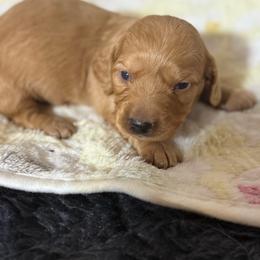 Oberon - Cream male Dachshund puppy in Salem, Oregon from Longdox Mini Dachshunds