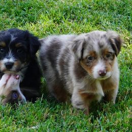 Black Tri Female - Black tri-color female Aussiedoodle puppy in Lawton, Oklahoma from Lindsey’s Aussies