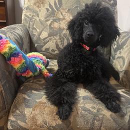 Orange collar - Black male Poodle puppy in Huntsville, Alabama from Heart Song Standard Poodles