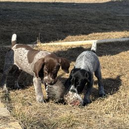 German Shorthaired Pointers from BadboysGSPS