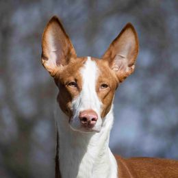 Kai - Ibizan Hound