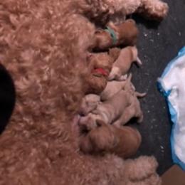 Goldendoodle Puppies from Da Ruba Doodles