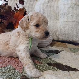 Dexter - Cream male Poodle puppy in Blanch, North Carolina from Faithful Hearts Kennel