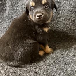 Pepper - Black tri female Miniature Australian Shepherd puppy in Medical Lake, Washington from MAS Gone Rogue