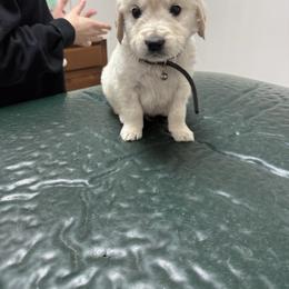 Black collar - Light golden male Golden Retriever puppy in Radcliff, Kentucky from It’s A Golden Life