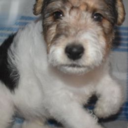 Wire Fox Terriers from Shady Oaks WFT