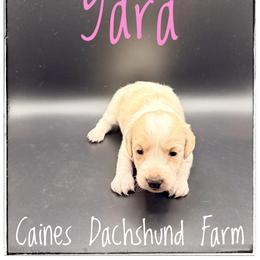 Yara - Cream female Dachshund puppy in Cincinnati, Ohio from Caines Dachshund Farm