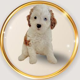 Blanche - female Cavapoo puppy in Oak Island, North Carolina from Carolina Cavapoo Puppies
