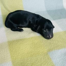 Girl 1 - Black female Dachshund puppy in Oklahoma from DRB Dachshunds