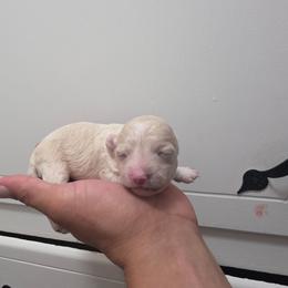 Caramel - Cream male Poodle puppy in Lawton, Oklahoma from My Precious Toy Poodles