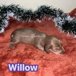 Willow - - Cream female Dachshund puppy in Huntington, Texas from Camacho_Dachshunds