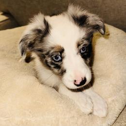 Cash - Blue merle male Toy Australian Shepherd puppy in Garvin, Oklahoma from Hochatown Awesome Aussies