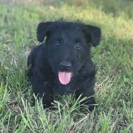 Scottish Terrier Puppies from Starlight Scotties