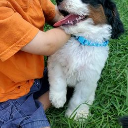 Aussiedoodle Puppies from Southwest Florida Doodles
