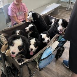 Airedale Terrier, Bernedoodle, and Bernese Mountain Dog Puppies from Beitzel Babies