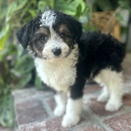 Bandit - Black tri-color male Aussiedoodle puppy in Los Angeles, California from LA’s Favorite Puppies