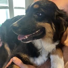 Aiko - Black tri-color male Australian Shepherd puppy in Oroville, California from Puppy Love Ranch Mini Aussies