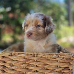 Skittles - Red merle female Australian Shepherd puppy in Summerville, South Carolina from Flowertown Aussies