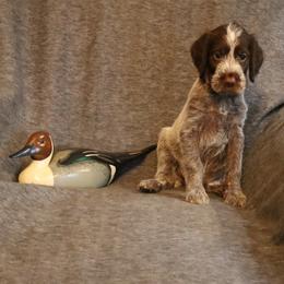 Lt. Purple - Brown and gray female Wirehaired Pointing Griffon puppy in Afton, Wisconsin from Daehler's Wirehaired Pointing Griffons