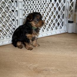 Yorkshire Terrier Puppies from Whispering Willows Kennels