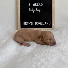 Alfie - Cream male Dachshund puppy in Dickinson, Texas from Beth’s Doxieland