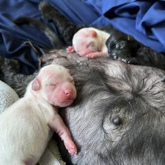 Shorkie Puppies from Lee's Pups