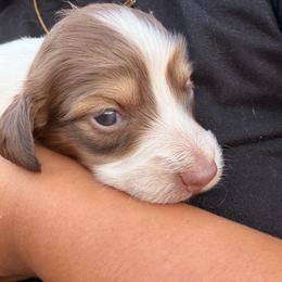 Scooby - Chocolate and cream male Dachshund puppy in Jarales, New Mexico from Poker Paws Dachshunds
