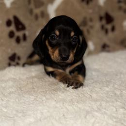 AKC Lawson - Black and tan male Dachshund puppy in Indiana from Dani’s Darling Doxies
