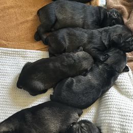 Boy 3 - Standard Schnauzer puppy from Amazing Standard Schnauzers