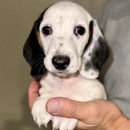 Boy 2 - Piebald male Dachshund puppy in Fredonia, Arizona from Desert Horizon Dachshunds
