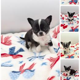 Fran - Black and white female Chihuahua puppy in Williamsburg, Virginia from PAWSitive Cheeky Chihuahuas