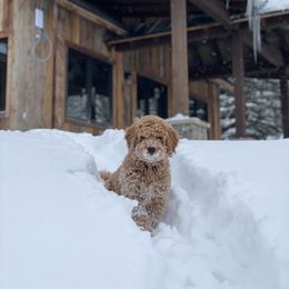 Goldendoodle Puppies from Patton Doodles