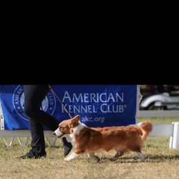Daisy - Cardigan Welsh Corgi