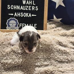 Ahsoka - Parti female Miniature Schnauzer puppy in Littleton, Colorado from Wahl 2 Wahl Schnauzers